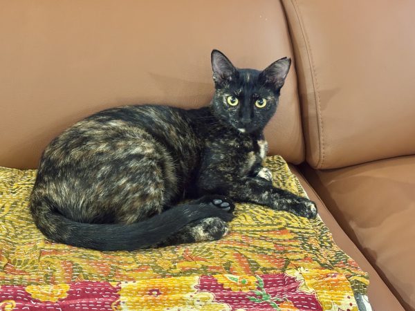 A New Sister for Lexie: Welcoming&nbsp;Rea